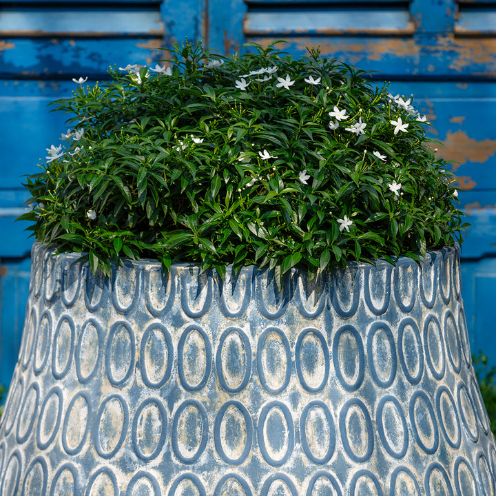 Le Cirque Planter